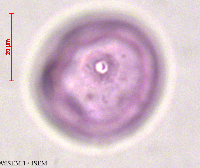 ISEM 1/Stipa_ichu_20910/Stipa_ichu_20910_0004(copy).jpg